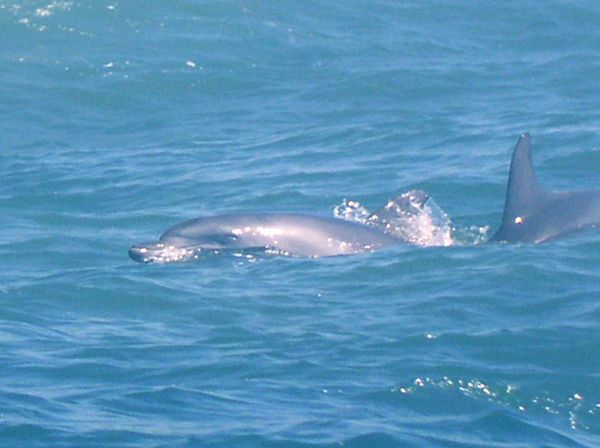 Grand dauphin Bottlenosed dolphin Tursiops truncatus
